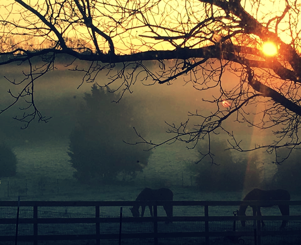 Horses and fog-edited